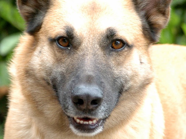 Ein Schferhund fra den Kder und verendete innerhalb von wenigen Stunden.  | Foto: Michael Bamberger