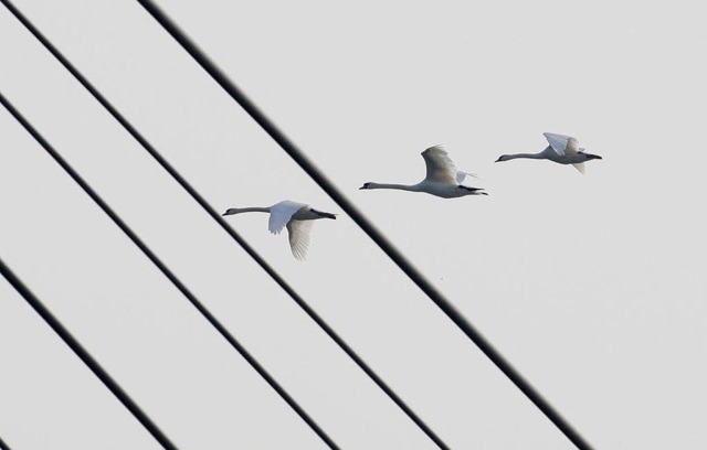 Drei Schwne fliegen  ber die Passerelle des deux Rives, die Rheinbruecke.  | Foto: ddp