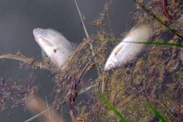 Fischsterben in zwei Seen in Kappel