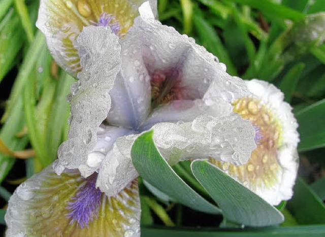 Impressionen aus dem Garten Fritz Lehmanns.  | Foto: Michael Gottstein