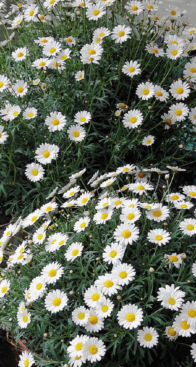 Frhsommerlicher Blumenschmuck zum Frhlingsfest  | Foto: Silke Hartenstein