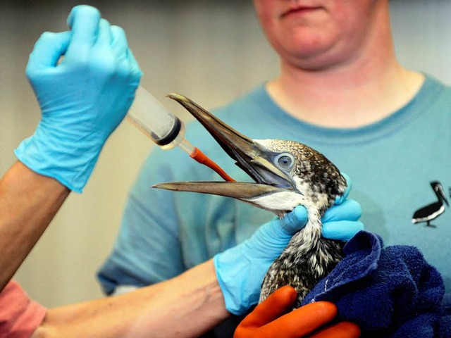 Tierschtzer geben einem Vogel Medizin, damit er  berleben kann.  | Foto: dpa