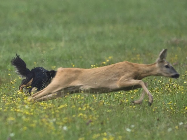 Ein Hund ist auch nur ein Hund und hat den Jagdtrieb in sich.   | Foto: bz