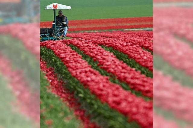 Baden-Wrttemberger sind die grten Blumenmuffel