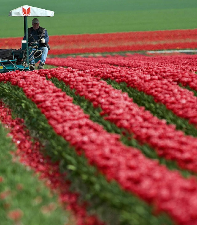 Tulpen mssen nicht aus Amsterdam kommen. Diese wachsen in Sachsen-Anhalt.  | Foto: ddp