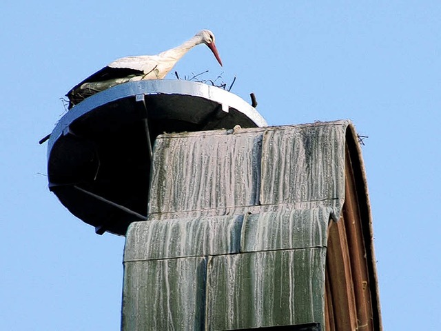 Fhlt sich wohl in seinem Nest: Storch auf der St.-Josef-Kirche.   | Foto: Bernd Fackler