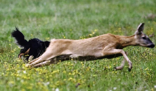 Keine seltene Szene: Ein Hund hetzt ein Reh.   | Foto: BZ
