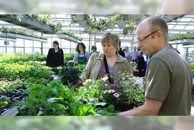 Ein Anziehungspunkt fr viele Blumenfreunde