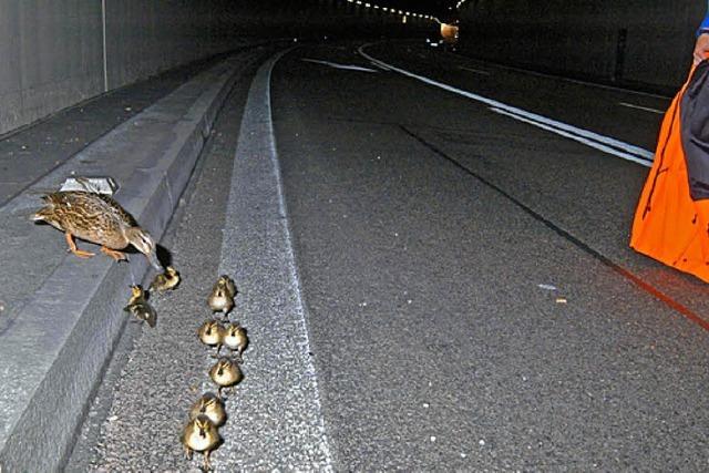 Enten besetzten Autobahntunnel