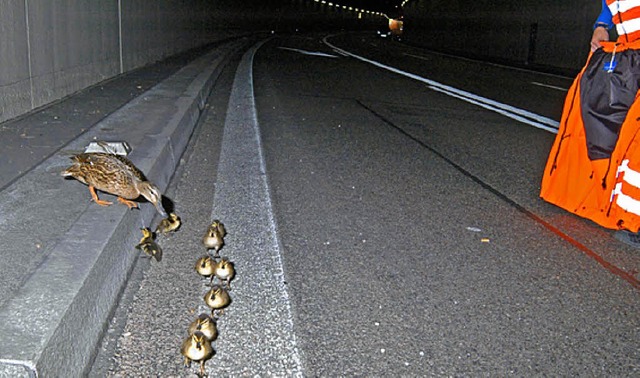 Enten im Autobahntunnel.   | Foto: BZ