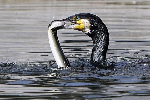 Kormoran nur ein Teil des Problems