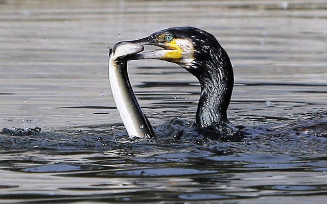 ber  solche Bilder rgern sich die Fi...einer einen Aal aus der Tiefe  geholt.  | Foto: Dpa