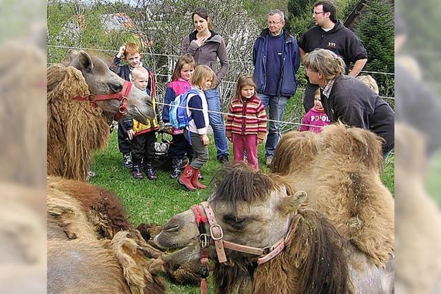 Menzenschwander Kinder durften auf Kamelen reiten