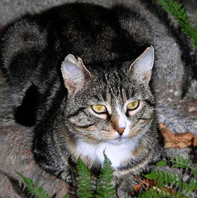 Bubi ist eine der Katzen, die im Katzenhaus Zuflucht gefunden haben.   | Foto: silke Kohlmann