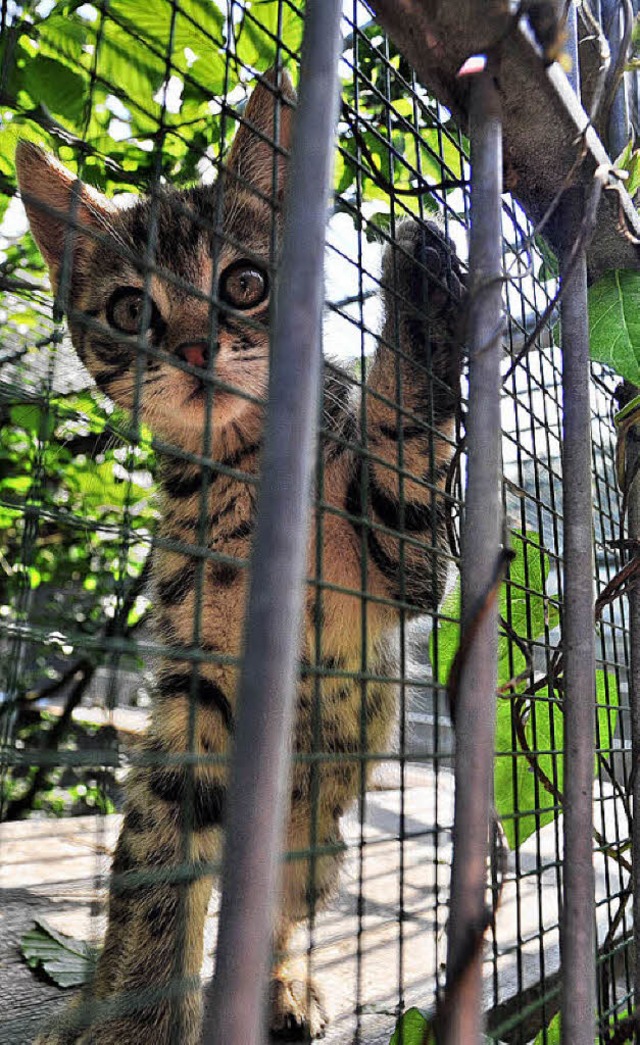 Allein 300 Katzen hat das Tierheim 2009 vermittelt.   | Foto: bamberger