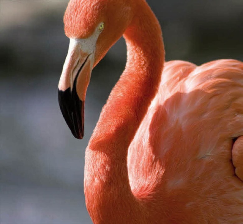 Ein Flamingo &#8211; ein Liebessymbol?  | Foto: iStock