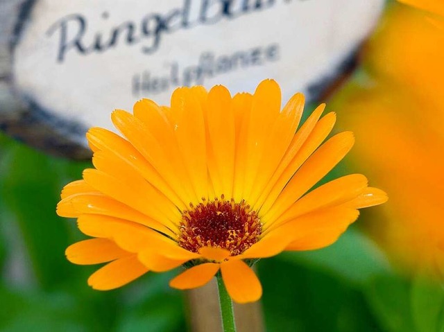 Die Ringelblume &#8211; Heilpflanze des Jahres 2009.  | Foto: dpa-tmn