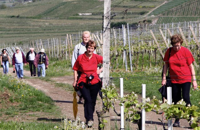 Durch die Weinberge fhrten die Strecken bei der Volkswanderung in Oberrotweil.  | Foto: herbert trogus