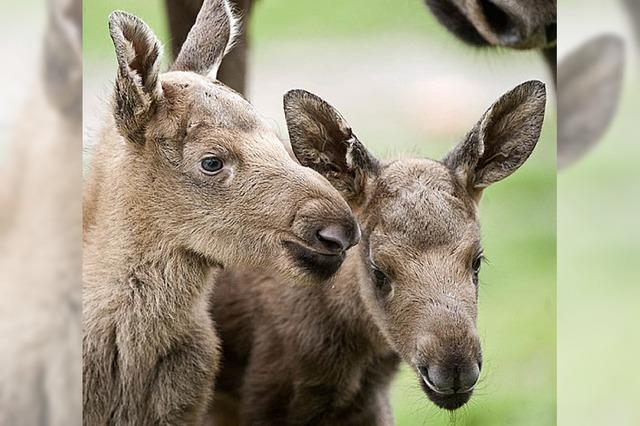 MENSCHEN & TIERE