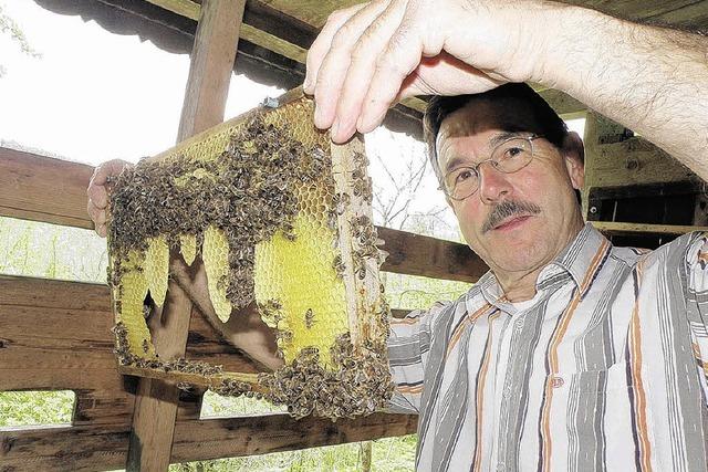 Besorgte Imker: Biogasanlagen bedrohen die Bienen