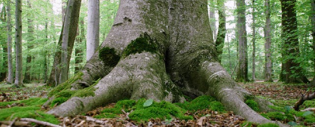 Unter diesen Wurzeln wrden manche sic...s Gumpen im Wald von Grenzach-Wyhlen.   | Foto: Ralf Staub