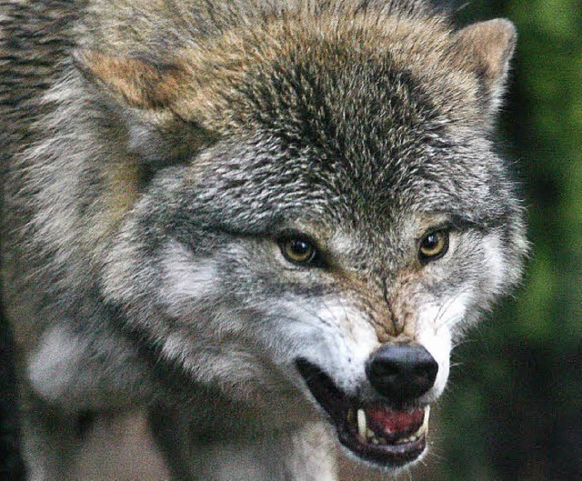 In der Lausitz fhlt er sich wohl: der Wolf.   | Foto: ddp