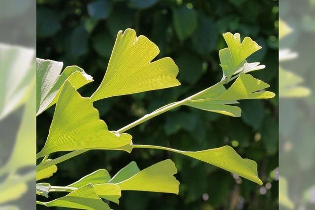 Vom grnen Ginkgo bis zur rosa Rose