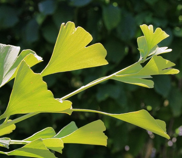 Ginkgo biloba: Zierbaum und Heilpflanze     | Foto: Friederike Marx