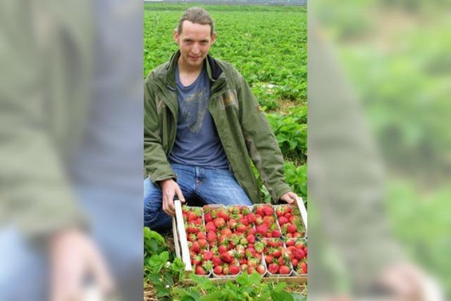 Verbraucher lieben groe, schmackhafte Beeren