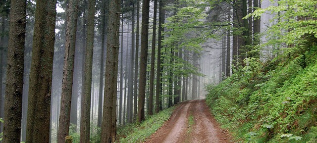 Waldflche bei Rohrberg: Der Ortschaft...gen fr die geplante Waldveruerung.   | Foto: Paul Berger