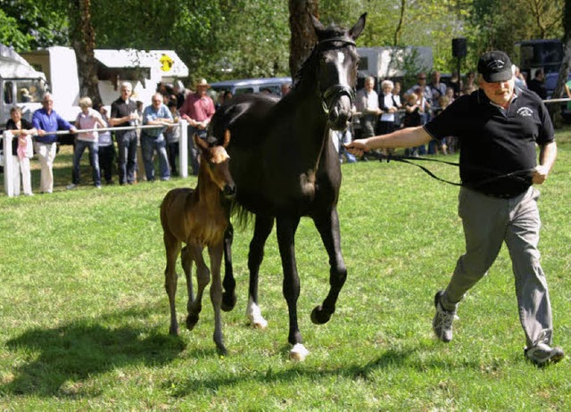 Fohlenschau beim Pfingstturnier: Das g...aus Forchheim war der Star des Tages.   | Foto: Hge