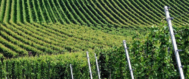 Im Markgrflerland wandeln sich die St... Weinvermarktung: Weinberg in Staufen   | Foto: Markus Donner