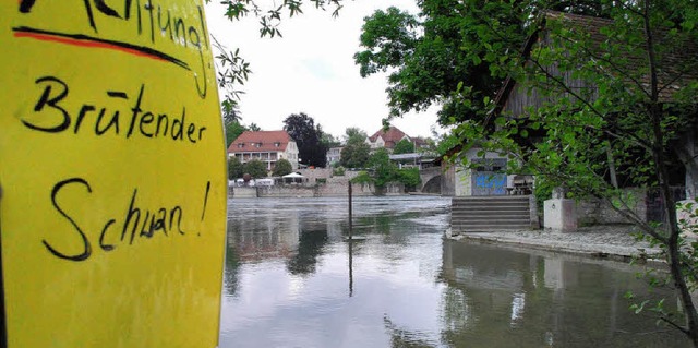 Blick aufs Rheinufer mit der Warnung, den Schwan-Nachwuchs nicht zu stren.  | Foto: Ralf Staub