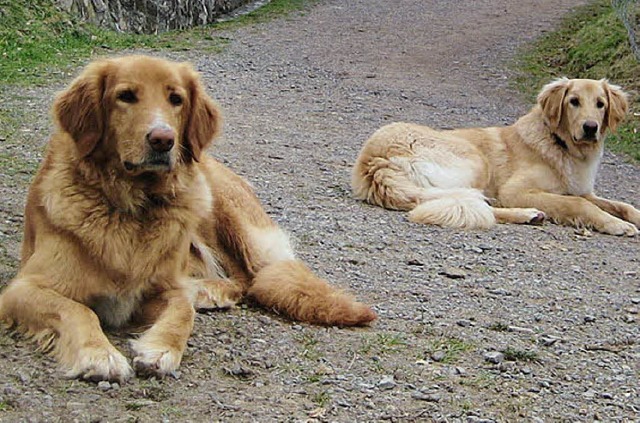 Seit Mrz verschwunden: Hovawart-Hunde Ronja und Anton   | Foto: BZ