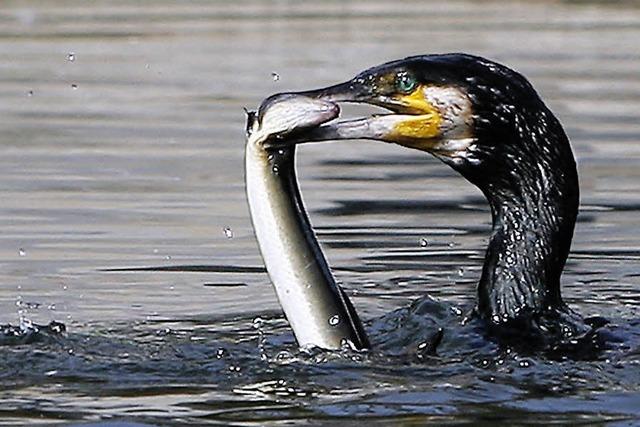 Kampf dem Kormoran