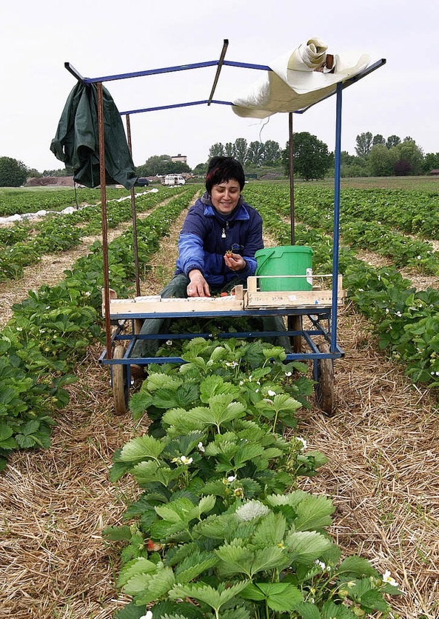 Noch sind heimische Erdbeeren teuer, w...ichtig mit der Ernte losgehen knnen.   | Foto: obe