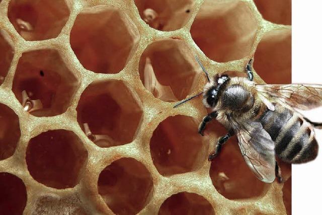 Bienensterben: Die Milbe ist nicht die einzige Ursache