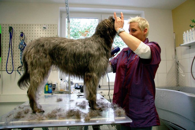 Schwupp, da fallen die Haare: Hundefrisrin Carmen Arndt stutzt Momos Fell.  | Foto: Yvonne Weik