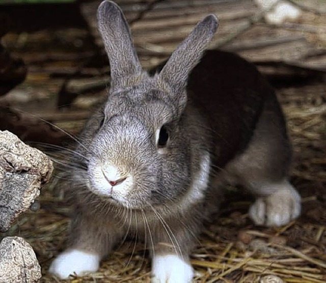 Zwergkaninchen Dobbie   | Foto: bz