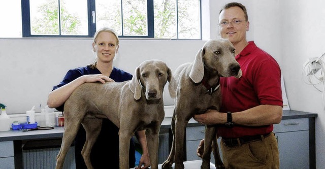 Judith und Roman Braun  mit zwei Weimaranern im Behandlungsraum der Tierklinik   | Foto: Wolfgang Knstle