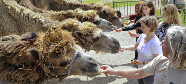 Artig nehmen die Kamele ihre Karotten ...eln und nach den Besuchern schnappen.   | Foto: Michael Bamberger
