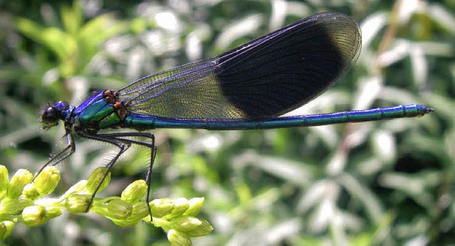 Die Gebnderte Prachtlibelle gehrt in...auen zu den hufigsten Libellenarten.   | Foto: Klaus Rennwald