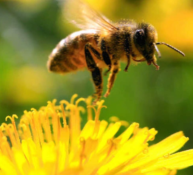 Die Honigbiene ist in Gefahr. Nahrungs...reitet dem fleiigen Insekt Probleme.   | Foto: ddp