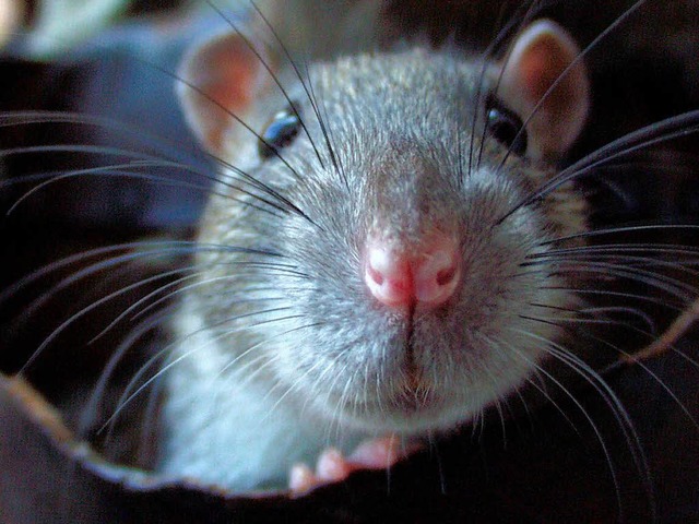 In Freiburger gibt es mehr Ratten als ...ich unter der Erdoberflche aufhalten.  | Foto: Ingo Schneider