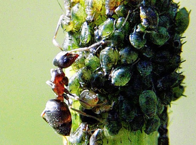 Keine  Sympathietrger: Blattluse, die von einer Ameise gemolken werden   | Foto: ddp