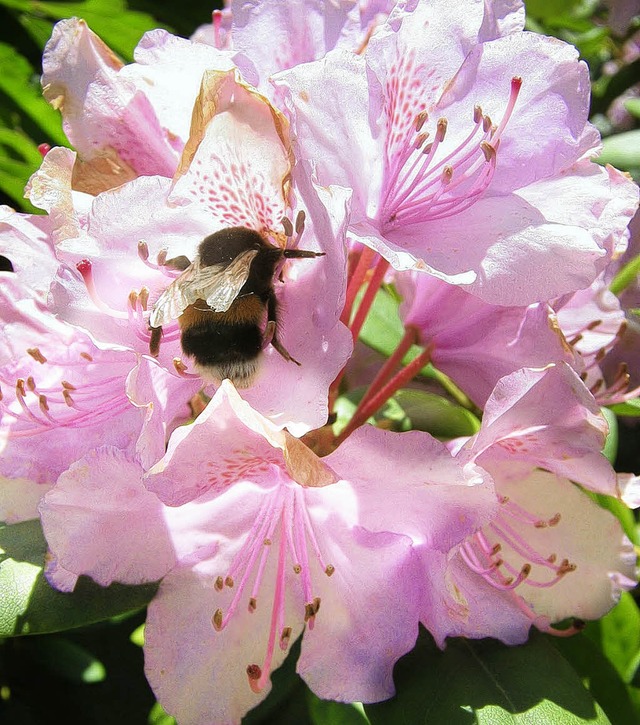 Anmut muss gepflegt werden: Rhododendronblte mit Hummel   | Foto: anne-kristin freyer