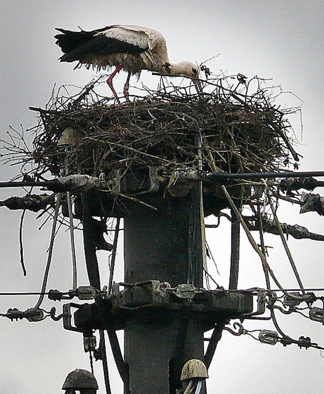 Der Nachwuchs im Nest wird von den Storcheneltern gehegt und gepflegt.   | Foto: Arbandt