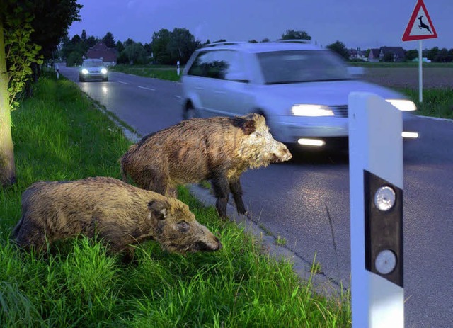 Gefhrliche Verkehrsteilnehmer: Wildschweine bei Nacht   | Foto: DPA
