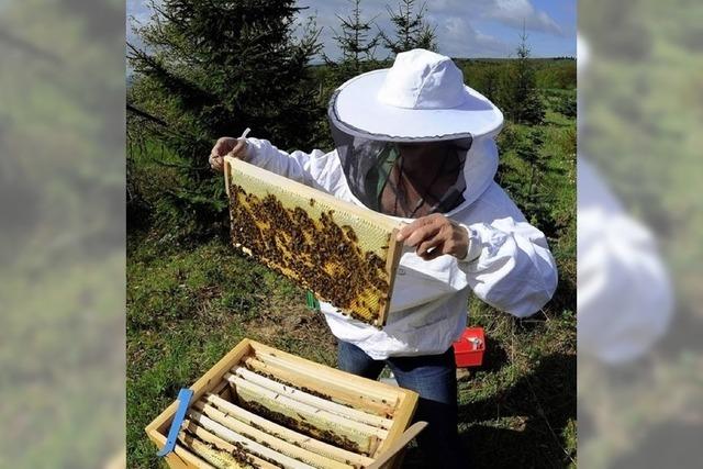 Ohne Bienen geht beim Ahorn nichts