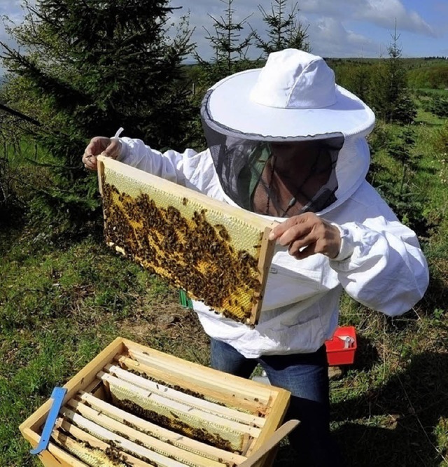 Ein Bienenvolk bestubt bers Jahr ein...en. Auch deshalb ist Imkerei wichtig.   | Foto: ddp